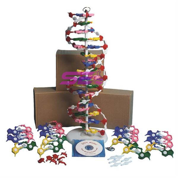 DNA Model Kit